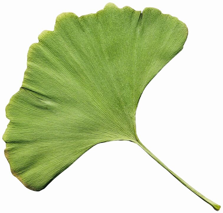 ginkgo biloba in Insuvit for diabetes